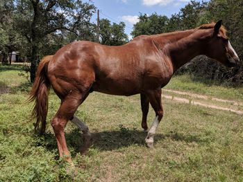 Horse standing in ranch