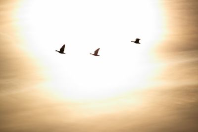 Low angle view of silhouette birds flying against sky