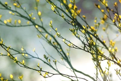 Low angle view of flowering plant against sky