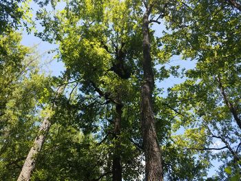 Low angle view of trees