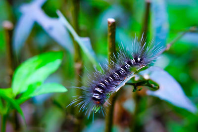 Close-up of caterpillar on leaf