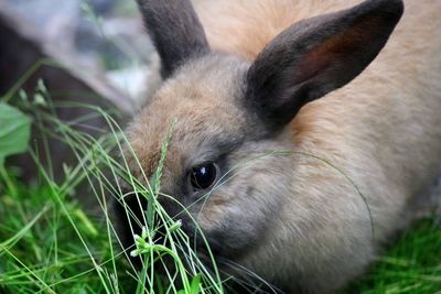 Close-up of an animal on field