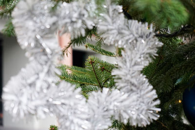 Close-up of pine tree during winter