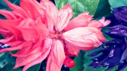 Close-up of wet pink flower