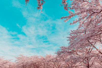 Low angle view of cherry tree against blue sky