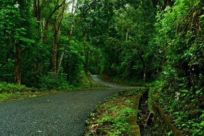 Road amidst trees