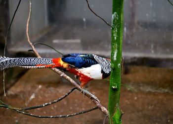 Close-up of parrot perching on a bird