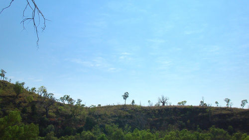 Trees on landscape against blue sky