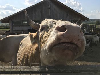 Close-up of horse in pen