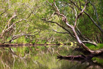 Dead tree in a lake