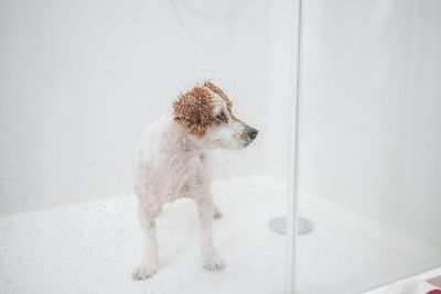 Funny wet jack russell dog standing in shower ready for bath time. pets indoors at home