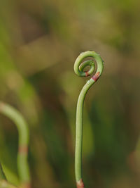 Close-up of fern