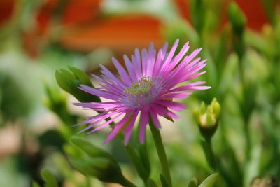 Close-up of pink flower