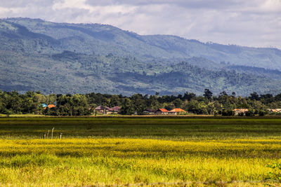 Scenic view of agricultural field against sky