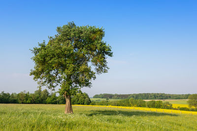 Tree on field against clear sky