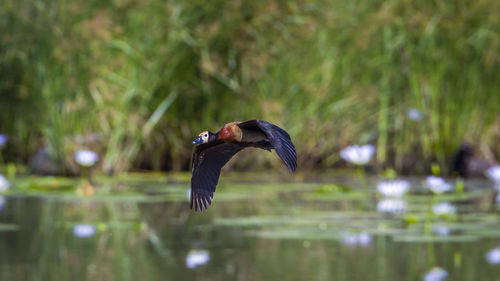 Bird flying over lake