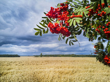 Red berries growing on field against sky