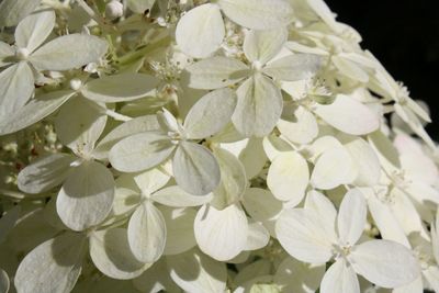 Close-up of white flowers blooming outdoors