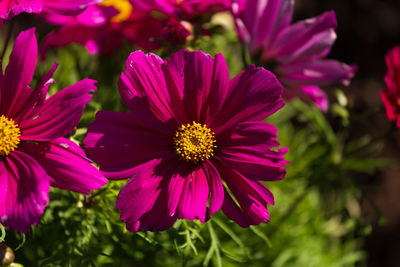 Close-up of pink flowering plants