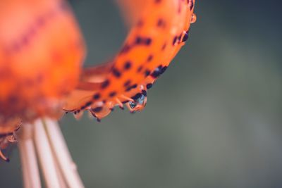 Close-up of insect on orange flower