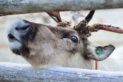 Close-up of reindeer