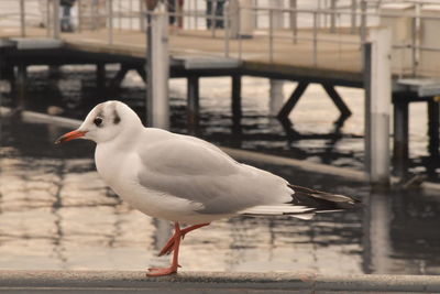 Close-up of seagull perching on railing