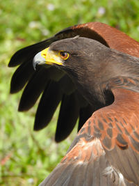 Harris hawk getting ready for take-off