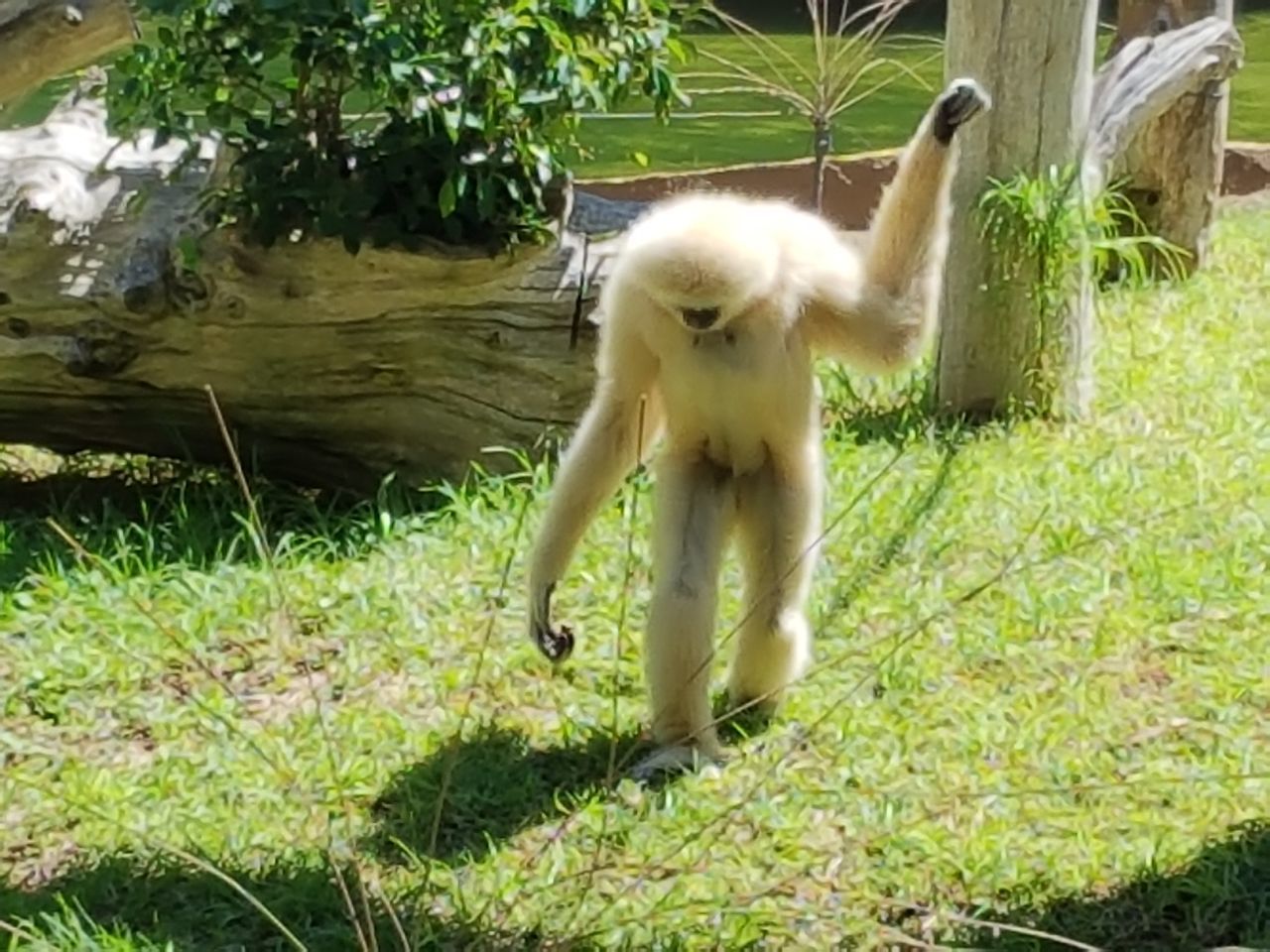 YOUNG MAN JUMPING ON GRASS