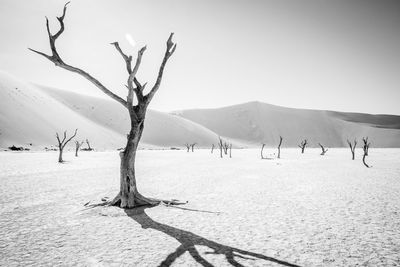 Bare tree on sand against clear sky