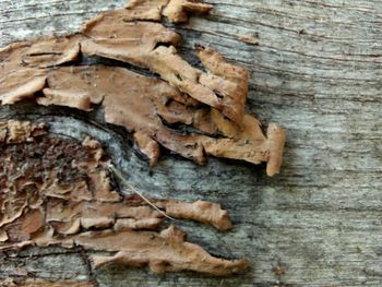 Full frame shot of tree trunk