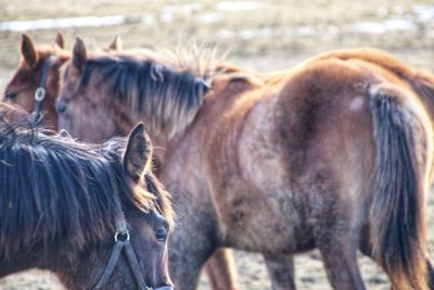 Horses in a field