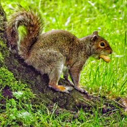 Animal grazing on grassy field