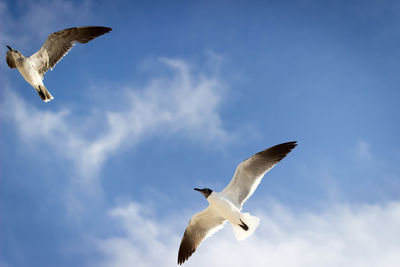 Low angle view of seagull flying against clear sky