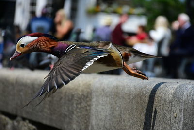 Close-up of a bird flying