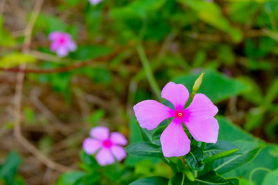 Close-up of pink flowers