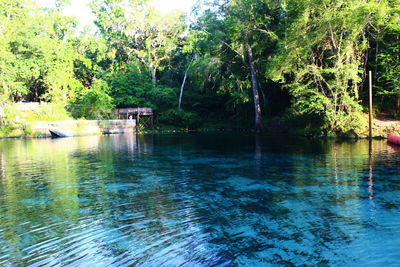 Scenic view of lake in forest