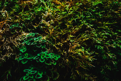 Full frame shot of plants growing in forest