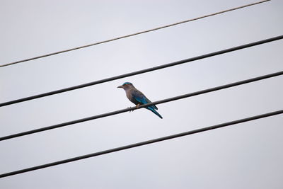 Low angle view of bird perching on cable