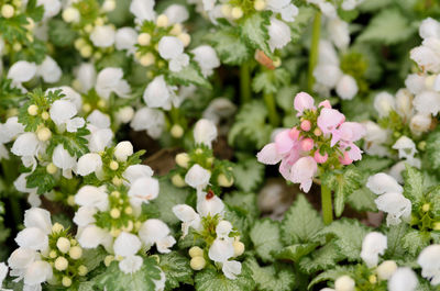 Close-up of white flowering plants