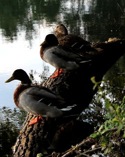 View of duck swimming in water