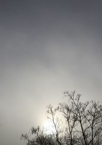 Low angle view of bare tree against sky