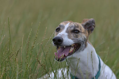 Long field grass blurs into a plain green background behind this pet greyhound. tired from running