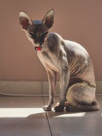 Close-up of cat