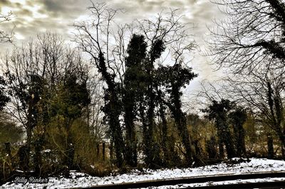 Trees on snow covered landscape
