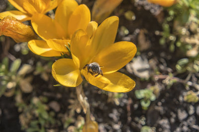 Close-up of bee pollinating on yellow flower