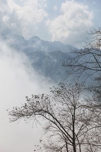 Low angle view of bare tree against sky