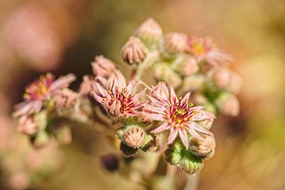 Close-up of pink flowering plant