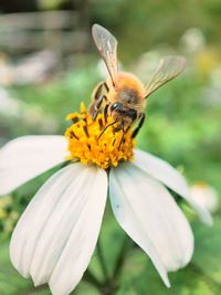 Close-up of bee on flower