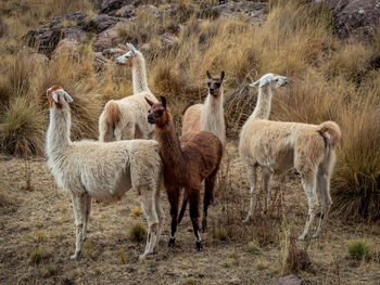 Llama standing in a field