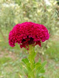 Close-up of pink flowering plant on field